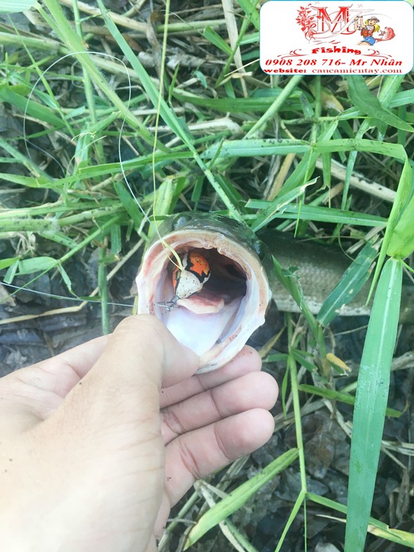 Nháy Hơi Câu Cá Lóc Tí Nị Frog