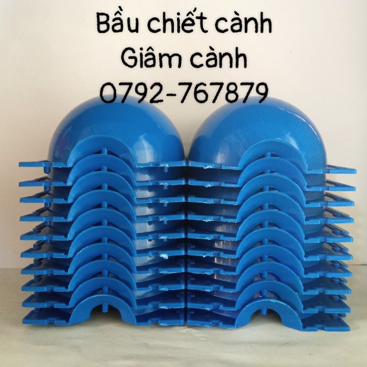 Bầu Chiết Cành / Giâm Cành – Size 10cm