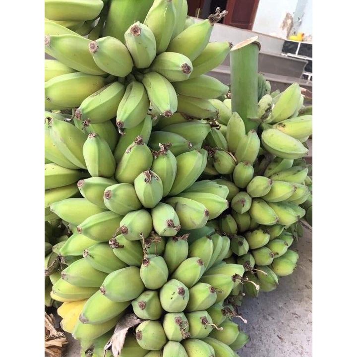 Cây Giống Chuối Tây- Chuối Sứ