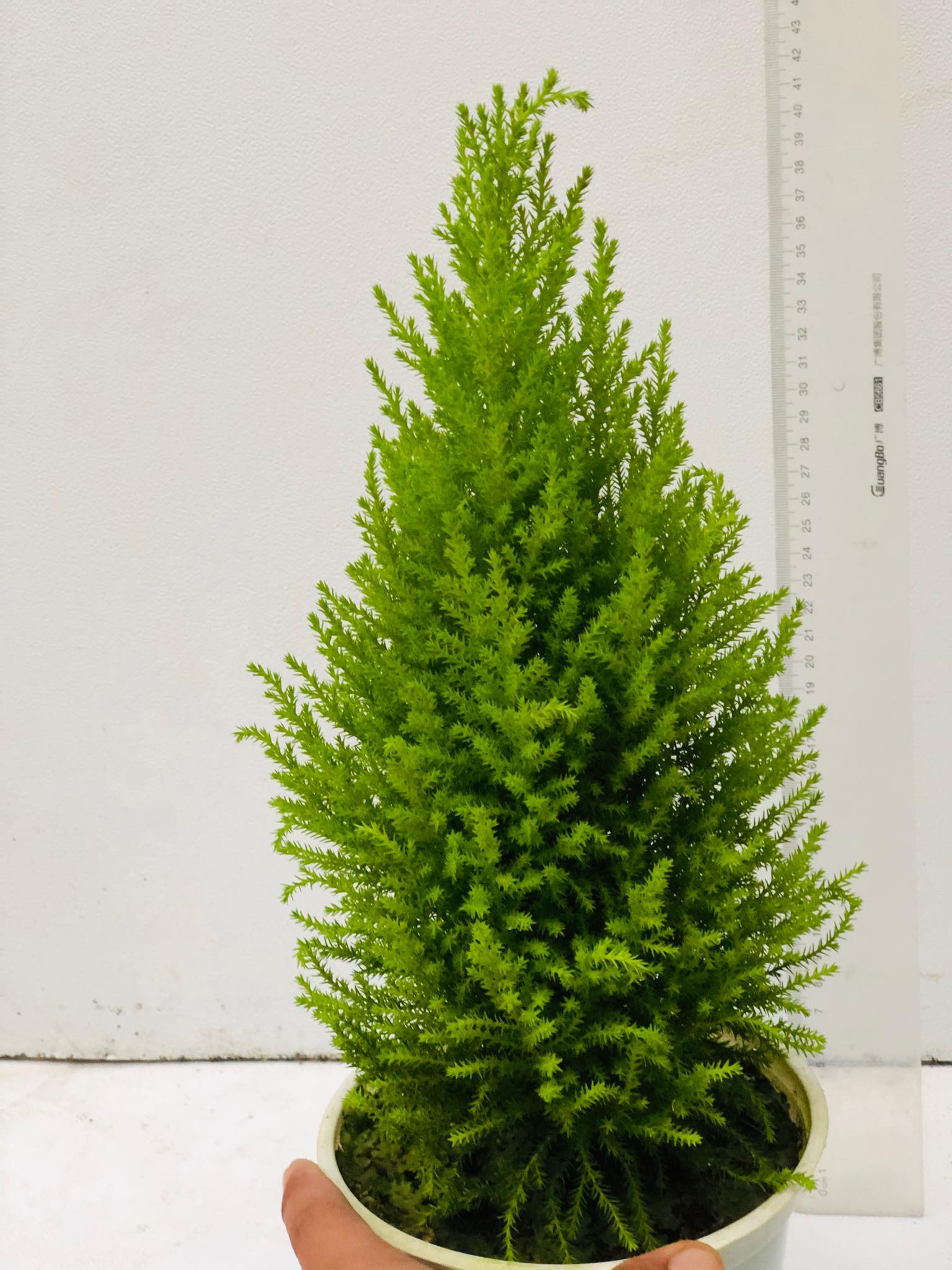 Cây tùng thơm noen (cao 50 cm)