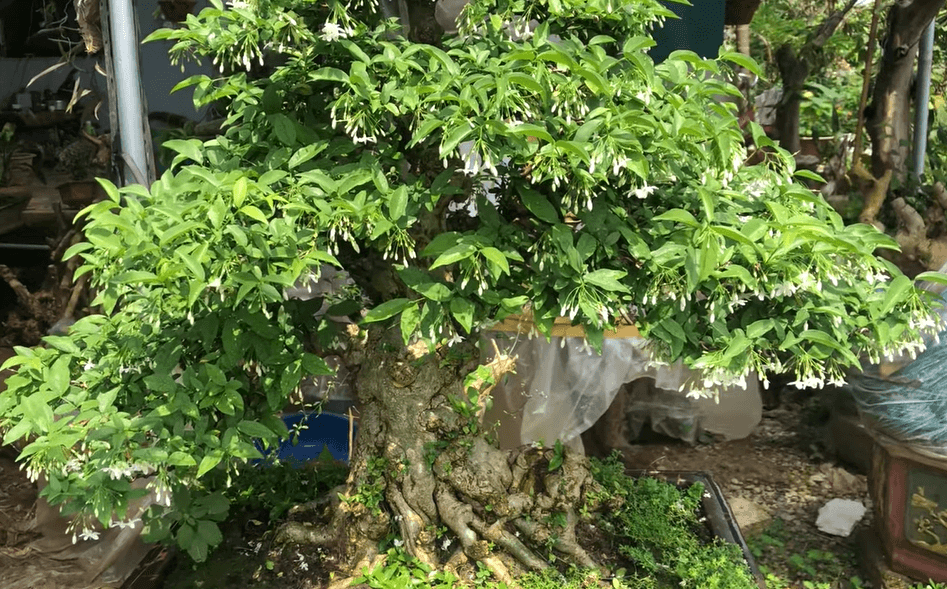 CHẬU CÂY MAI CHIẾU THỦY (MAI TRẤN THỦY, MAI TRÚC THỦY ) - cây 1 thân thẳng dẹp