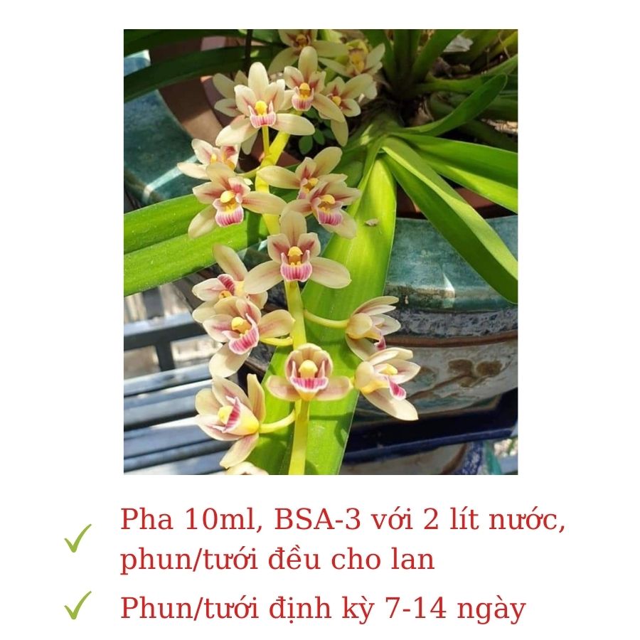 [ Trùn quế cho lan ] Tinh trùn quế cao cấp - Dịch trùn quế BSA-3, chai 500ml