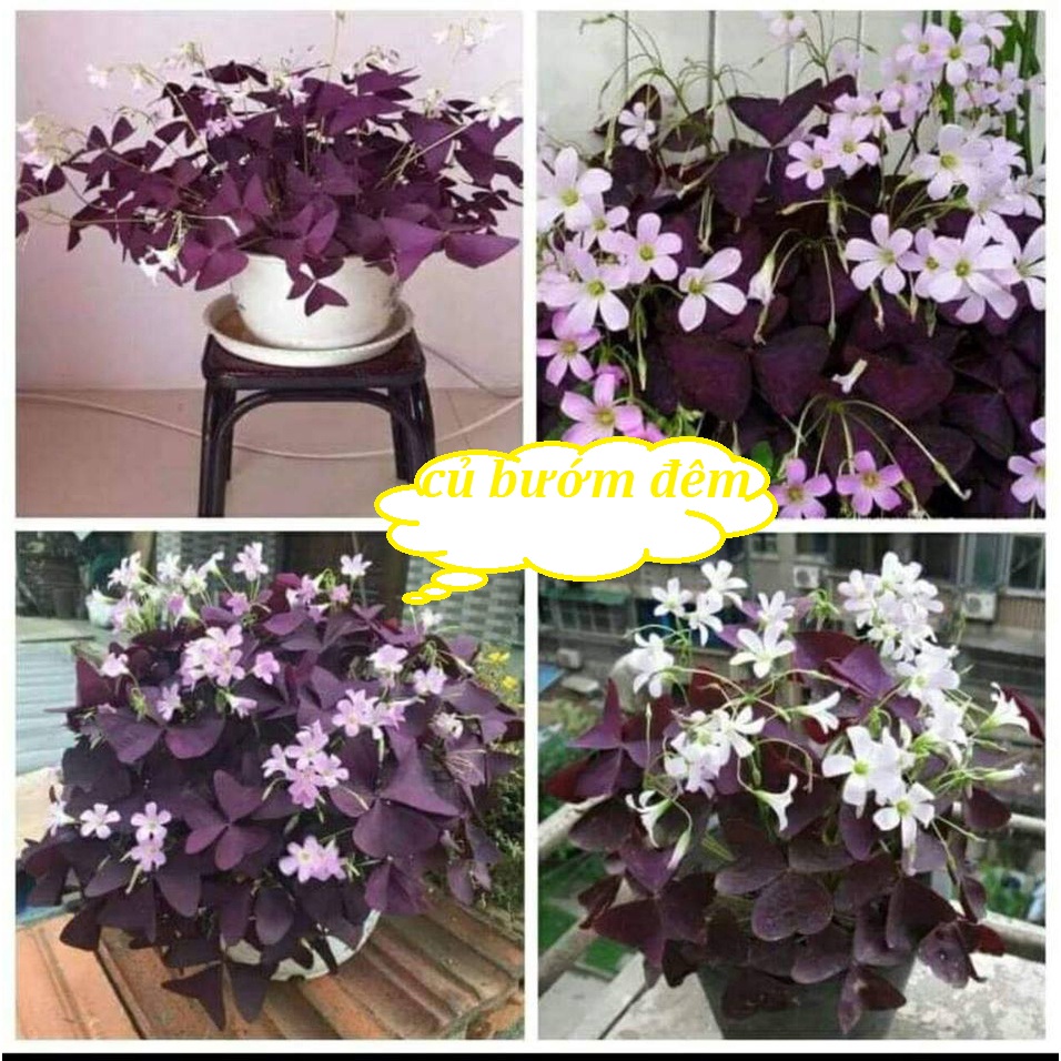 Combo 5 củ hoa bướm đêm lá tím hoa trắng-trồng quanh năm