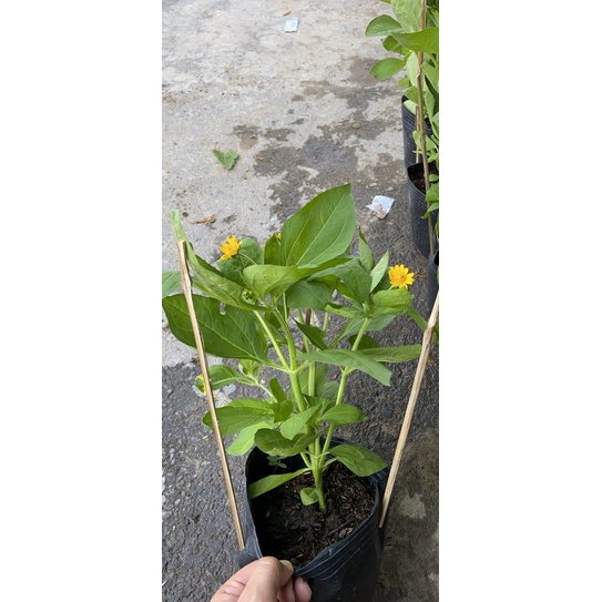 Chậu hoa cúc mặt trời