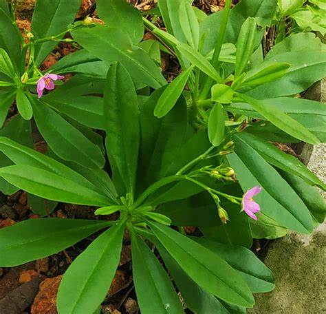 Hạt Giống Sâm Đất ( Thổ Sâm - Gói 20 hạt) - Dễ Trồng,Thảo Dược