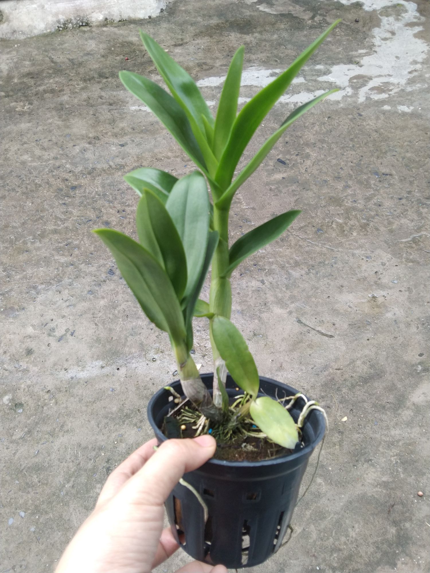 Denro hoa hồng trưởng thành (denro mặt quỷ)