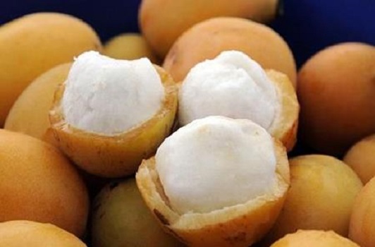 Măng cụt vàng - cây giống nhập khẩu