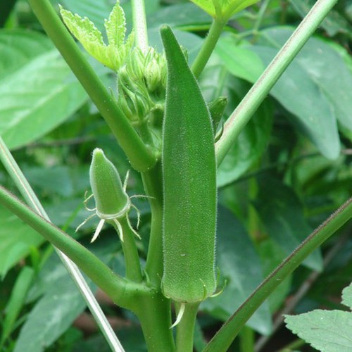 Hạt Đậu Bắp - Cà Bắp - Gói 18 Gram