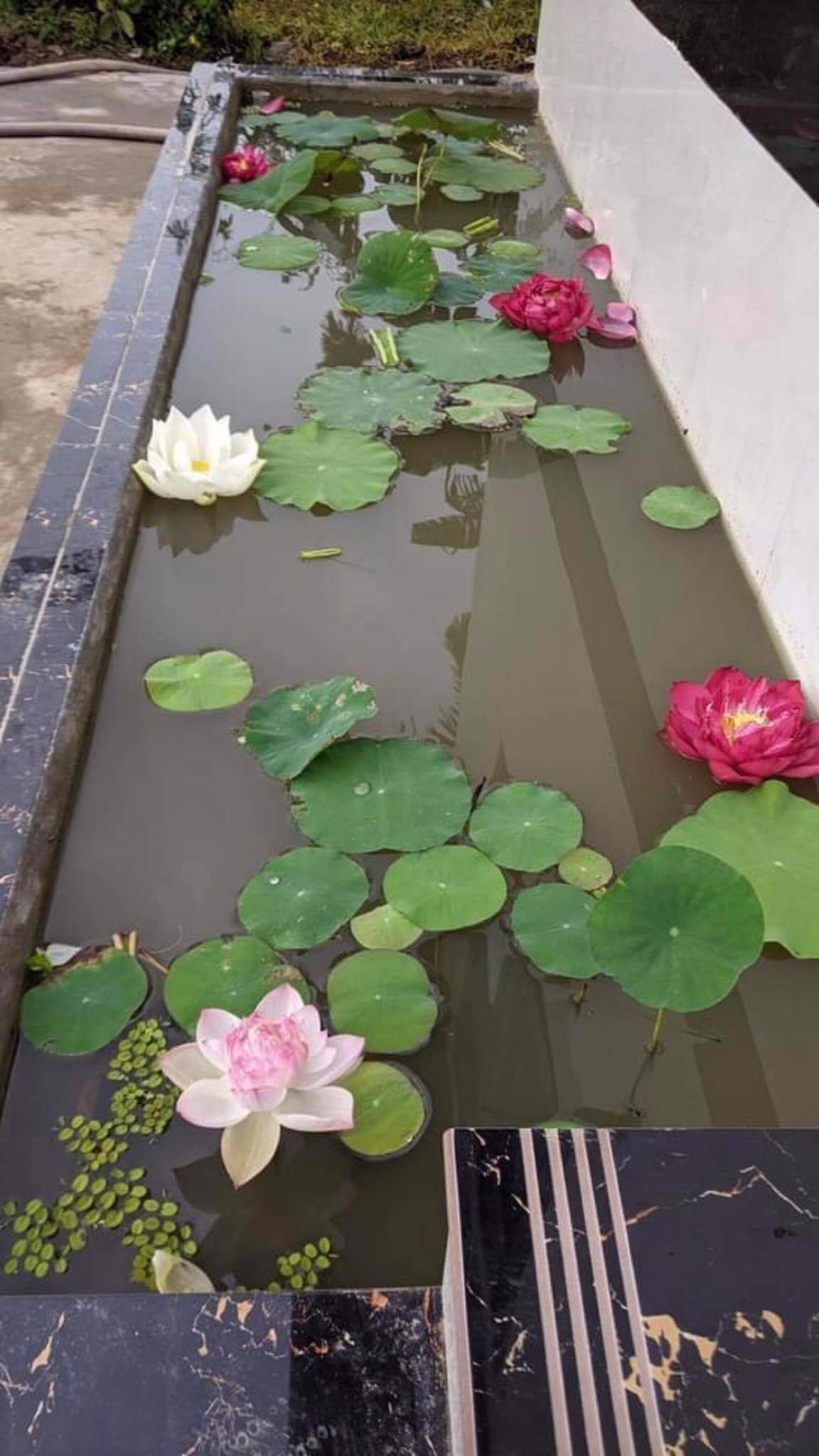 Củ Giống Sen Super_ Ra Hoa Sau 1 Tháng Trồng
