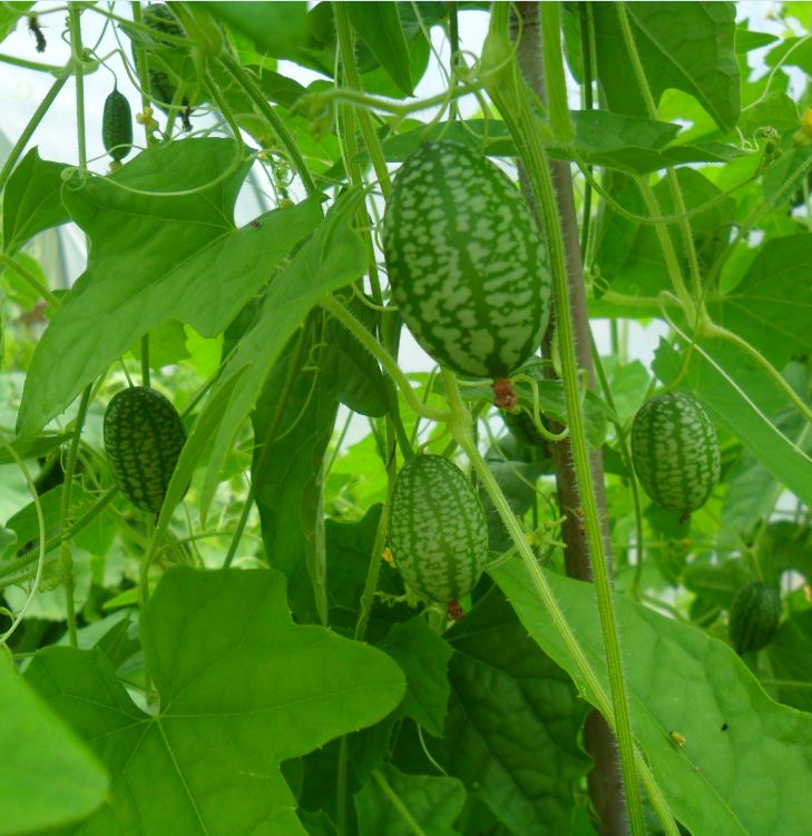Hạt giống dưa hấu tí hon - ( 10 hạt/gói )