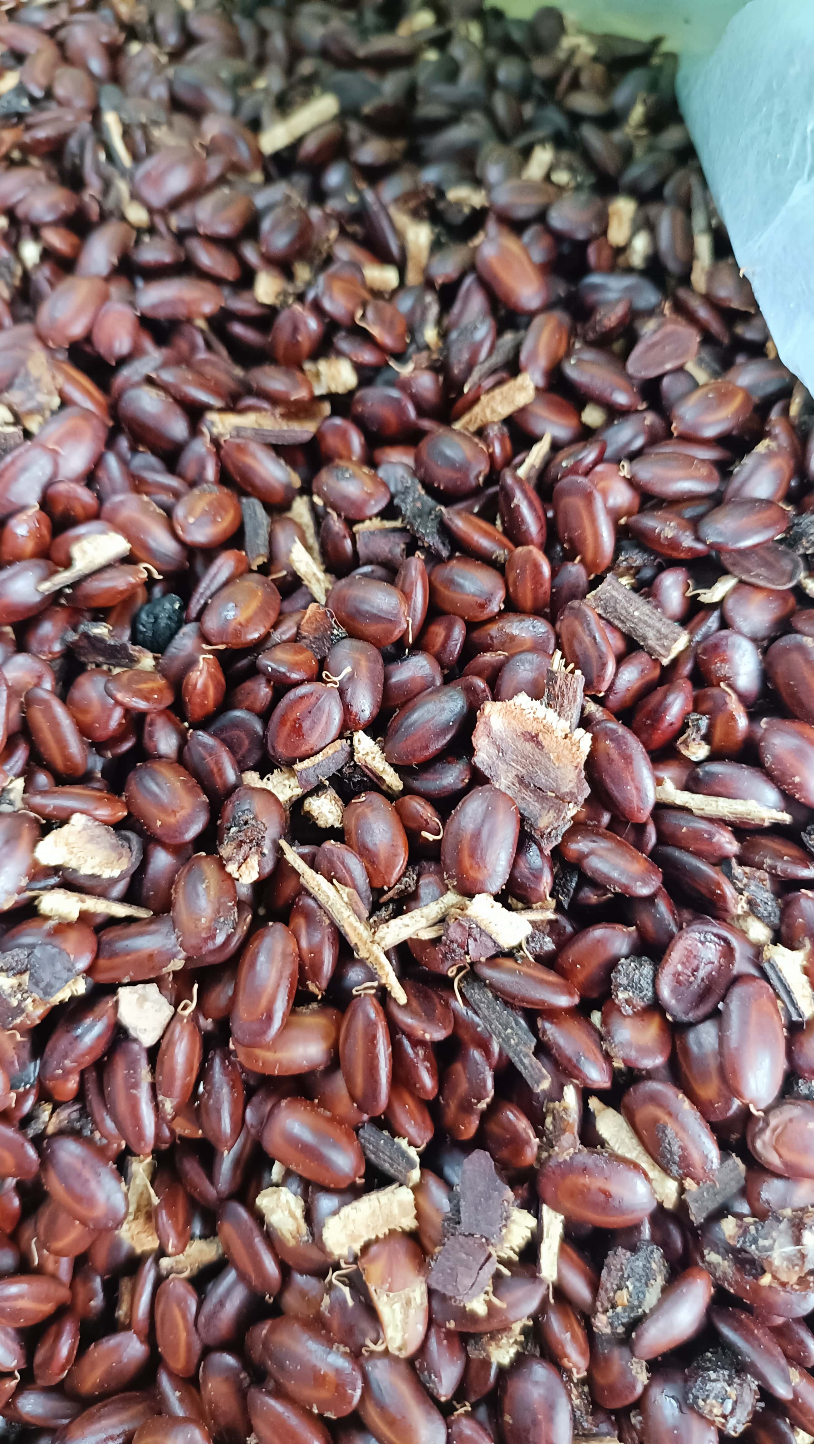200gram hạt giống cây me tây
