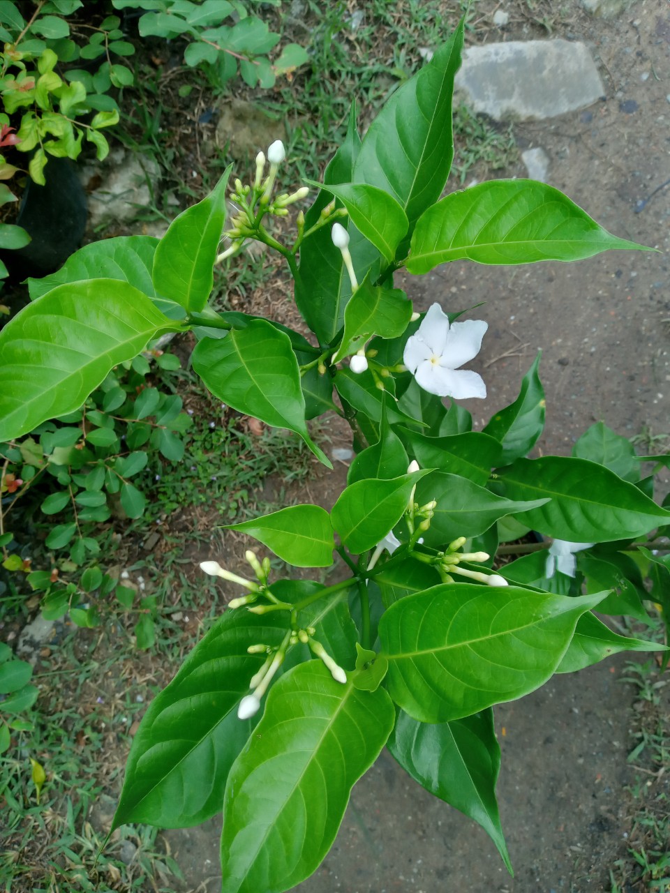 Hoa Lài Tây Hoa Trắng Thơm