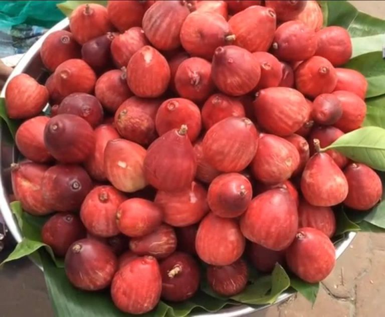 Cây Mận Điều Đỏ