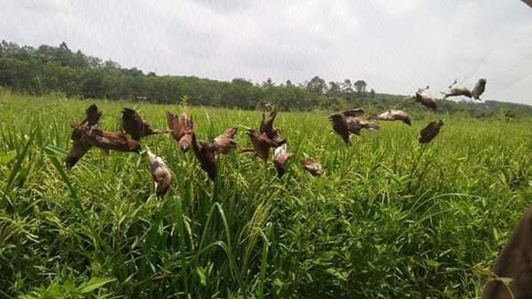 Lưới bẫy chim tàng hình cước thái lan