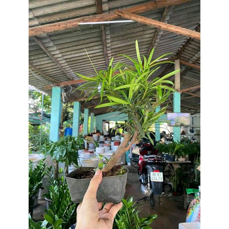 Cây tùng la hán, cây tươi tốt giá rẻ