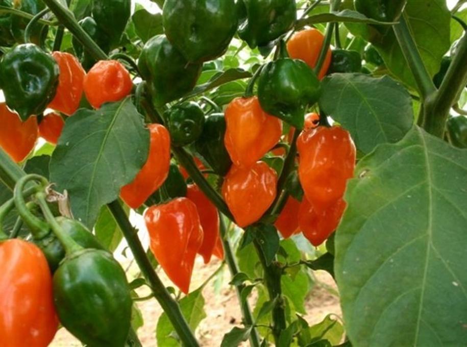 5 hạt giống ớt cay nhất thế giới habanero - giống sai quả