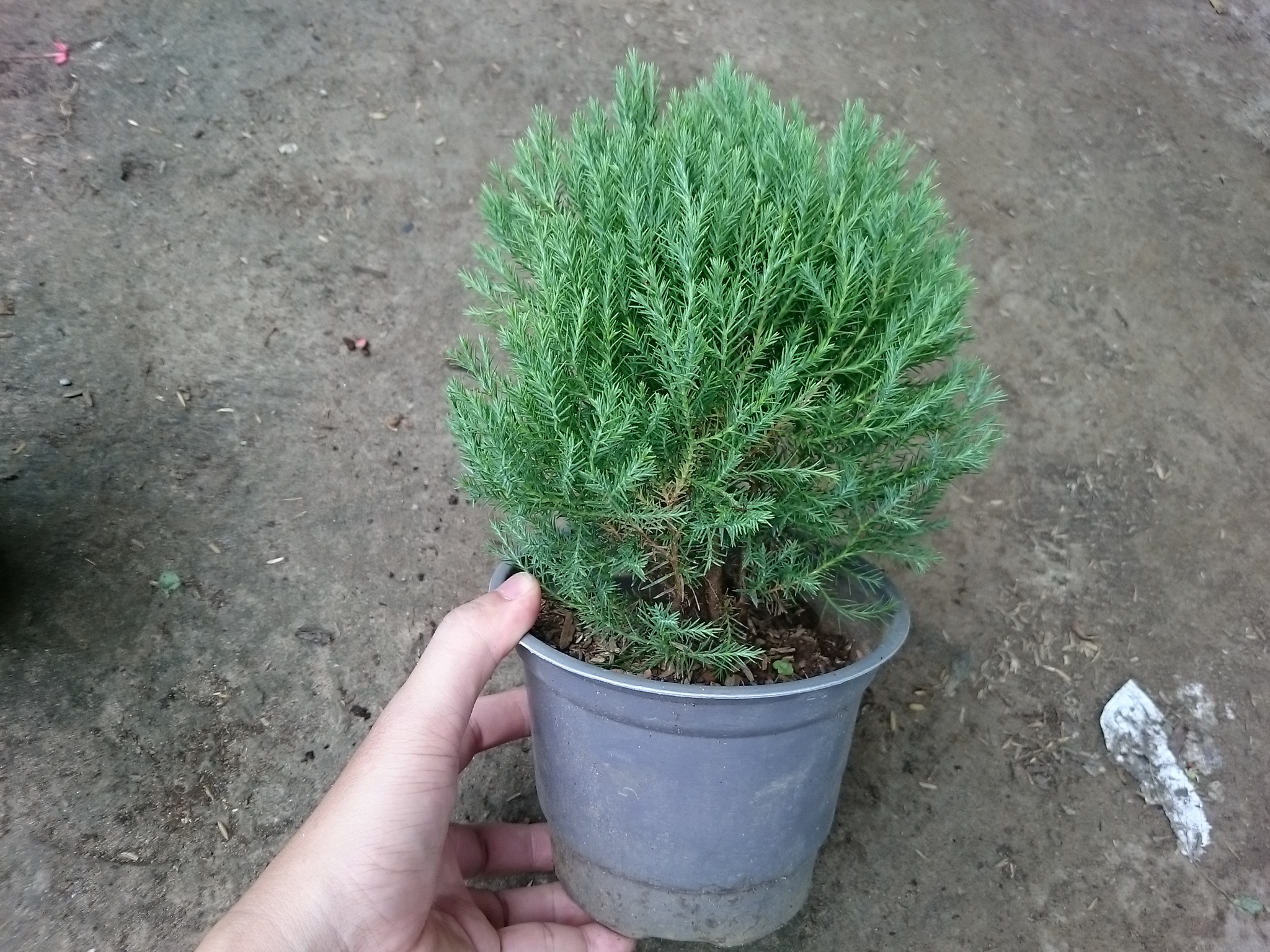 Cây tùng bồng lai - Cây cảnh để bàn