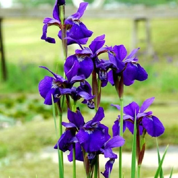 Hạt giống hoa diện dĩ tím -gói 10 hạt(tặng kèm gói kích hạt nãy mầm)