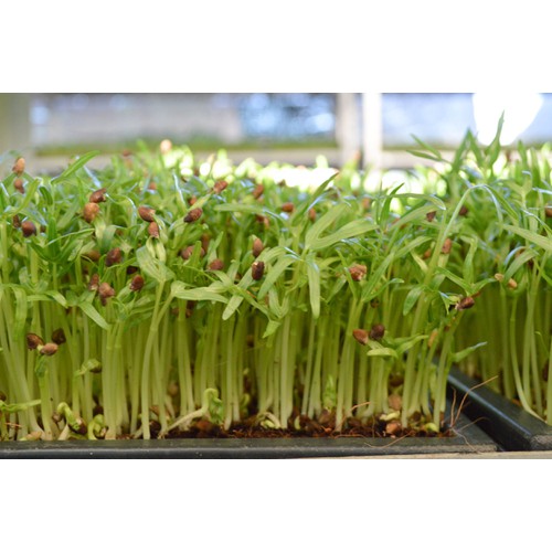 Hạt Giống Mầm Rau Muống - 50 gr