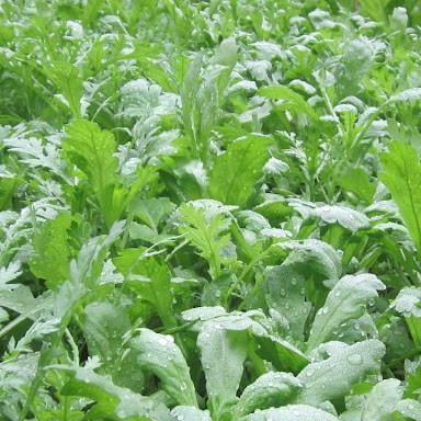 Hạt giống rau Tần ô (10gram/bịch)