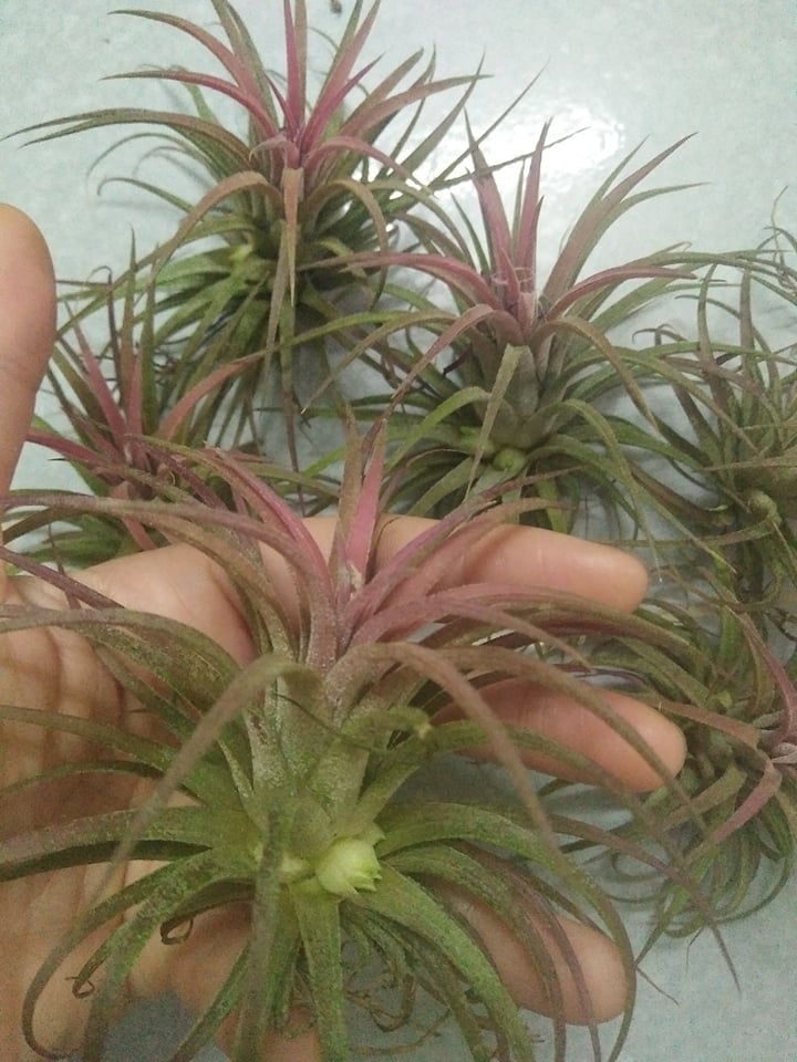Cây không khí thạch thảo (màu đỏ nhẹ)