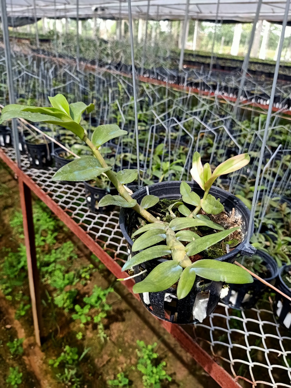 Phi điệp Daklay chậu 52 thân to mập