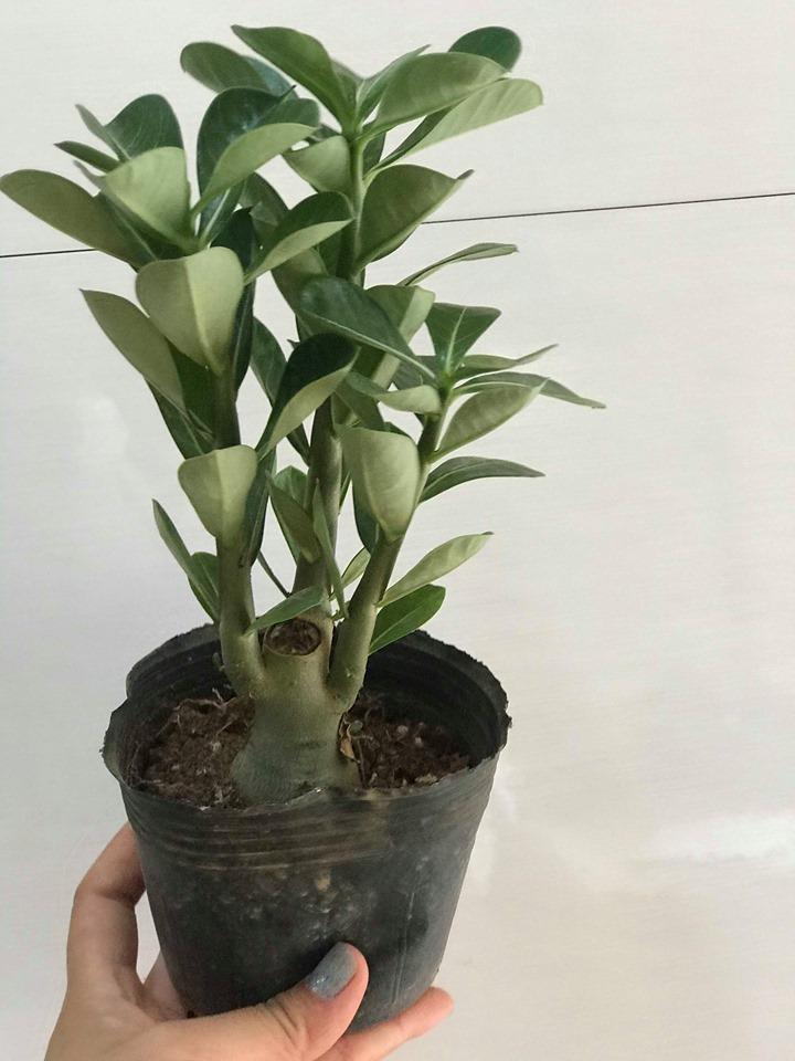 Dây Cột Lan Nhiều Màu Cuộn Lớn