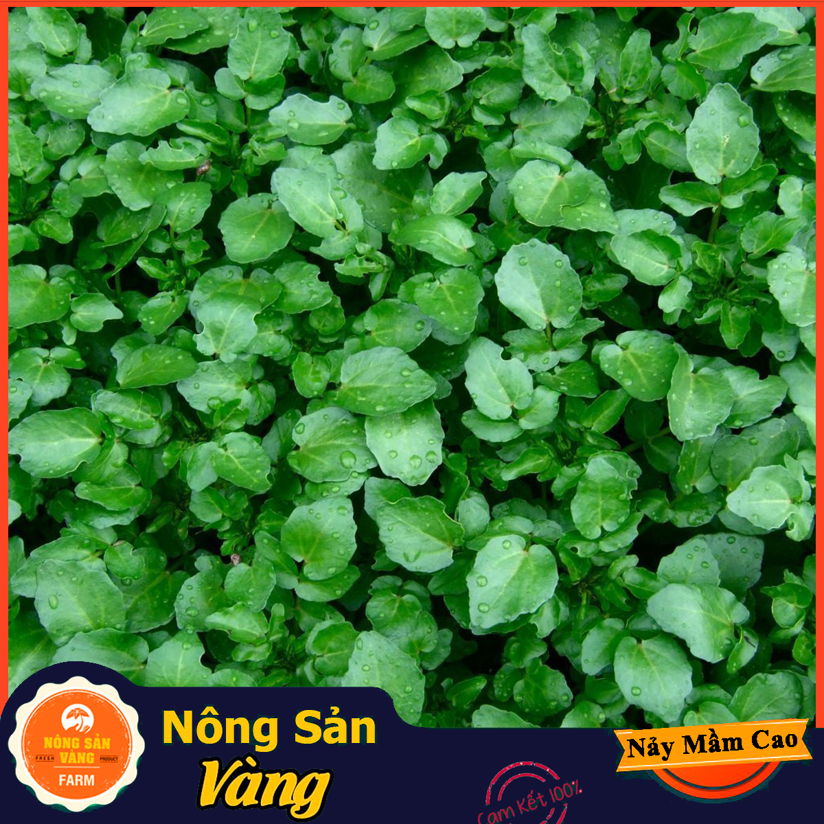 Seeds salad cress easy planting easy care growth good, plant food disposable all year (pack of 0.5 gram)-shallow gold