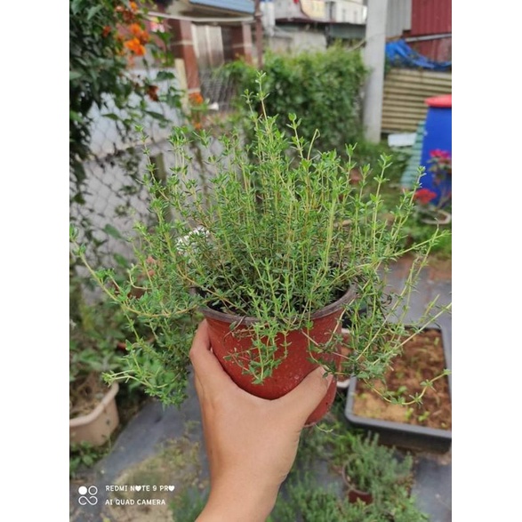 0965008983 thyme