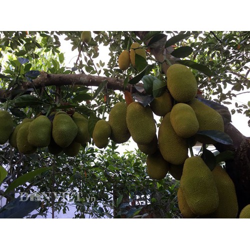 CÂY GIỐNG MÍT TA ( MÍT MẬT, MÍT DAI ) SIÊU QUẢ, SIÊU NGON, NGỌT, THƠM