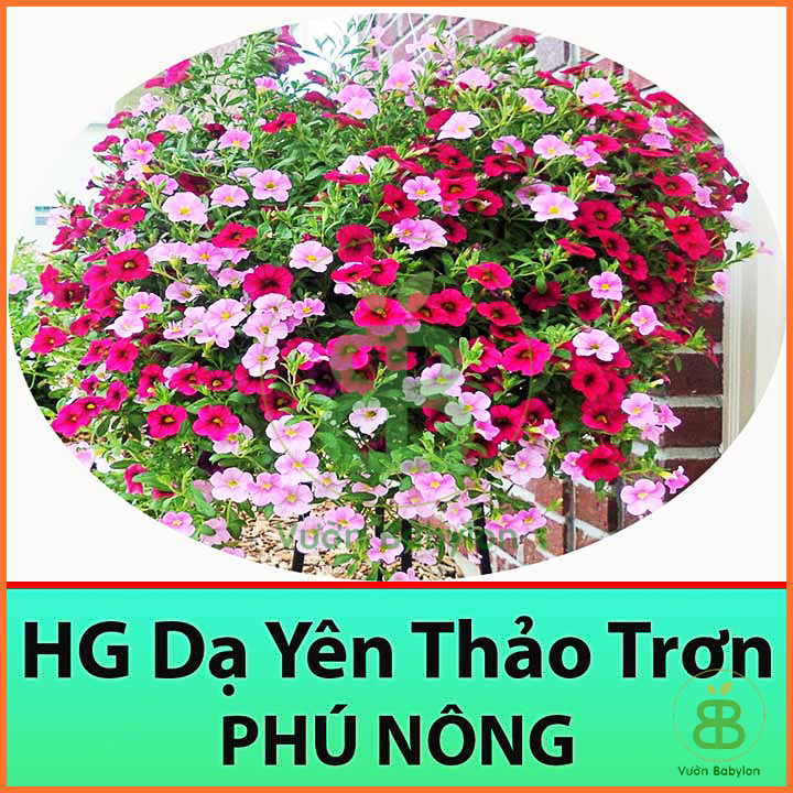 Hạt giống hoa dạ yên thảo trơn 30 hạt mix màu