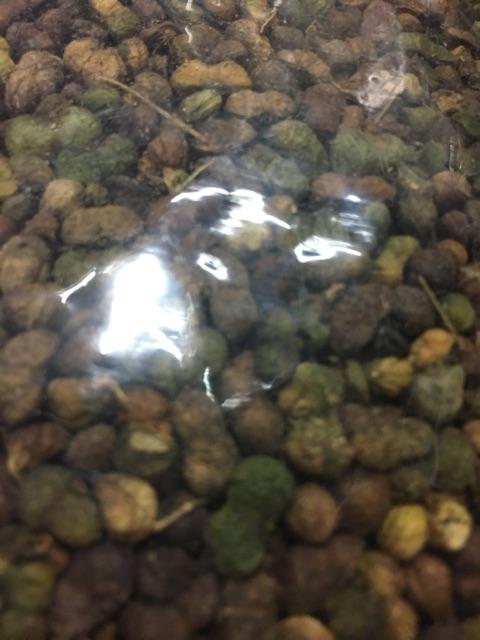 Quả Tam thất Bắc Sapa loại 1 500g