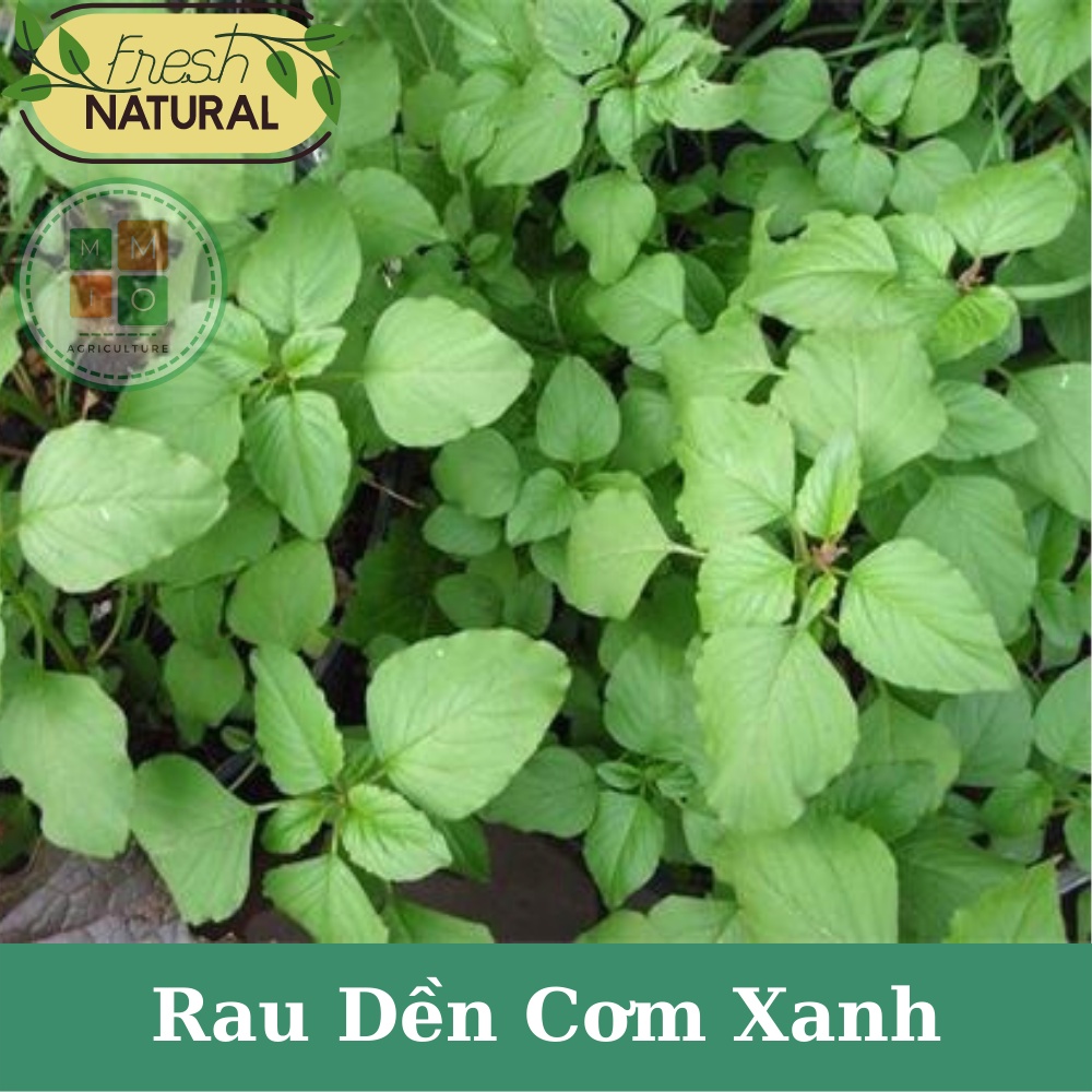 Hạt giống rau dền cơm xanh