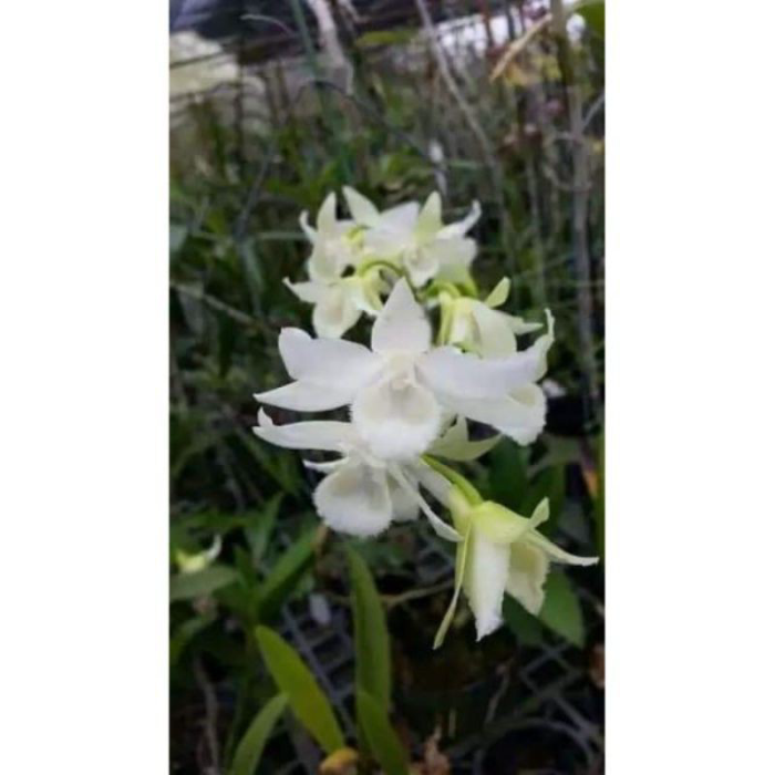 Hoa Lan Trầm Trắng Giống Hoa Thơm