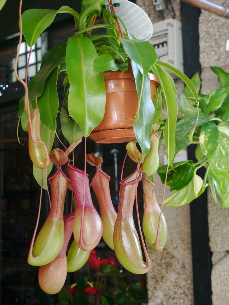[HCM]Hạt giống cây nắp ấm