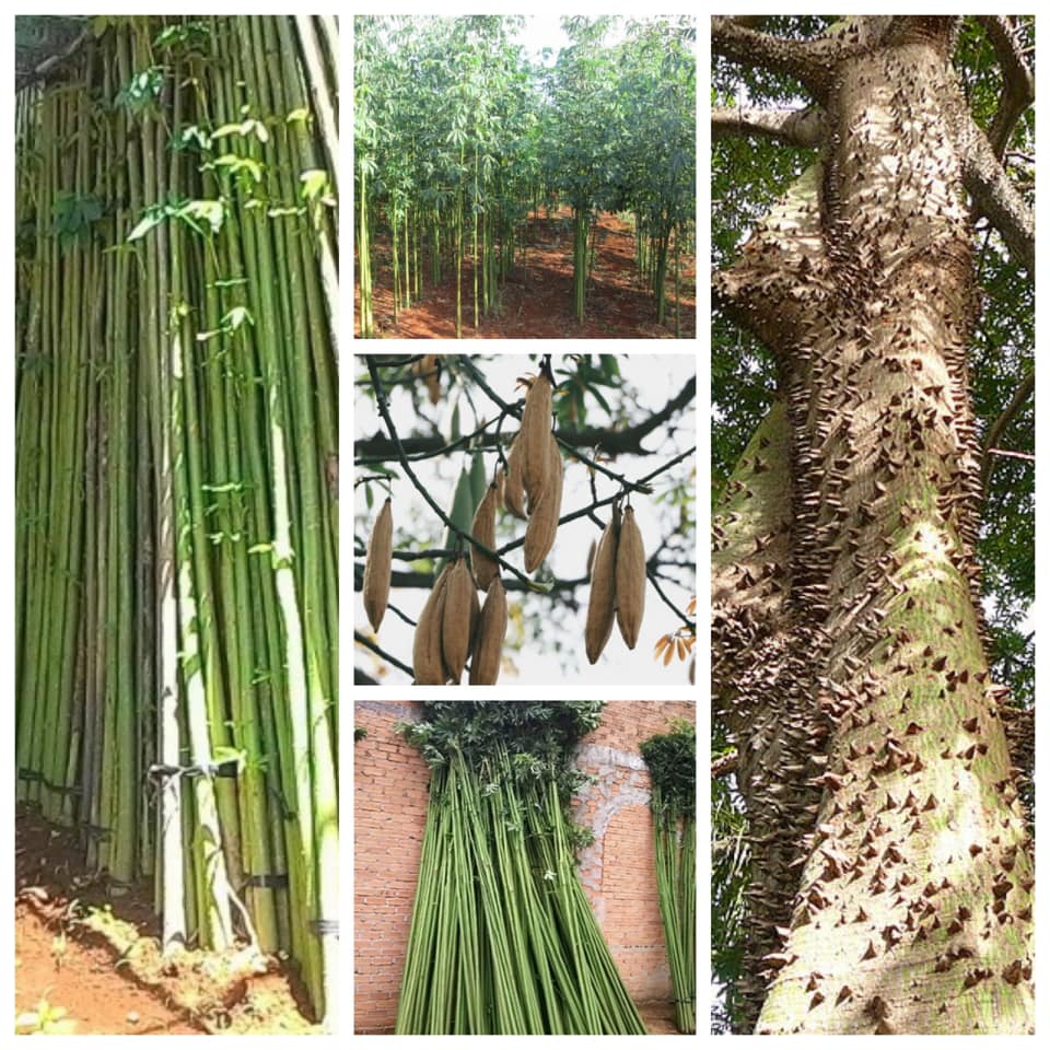 900gram hạt bông gòn giống
