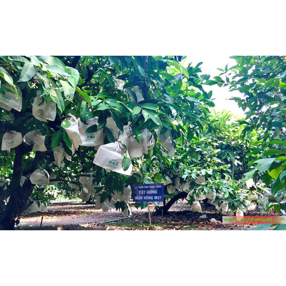Cây giống mận MST siêu sớm
