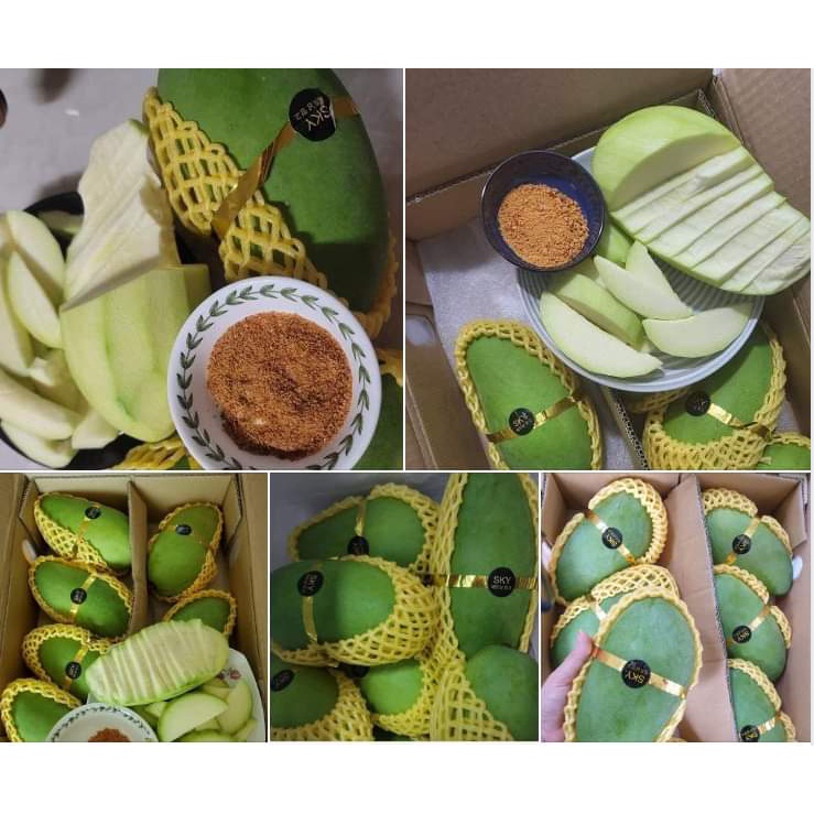 CÂY GIỐNG XOÀI TƯỢNG DA XANH (CÂY SIÊU TRÁI, QUẢ SIÊU TO)