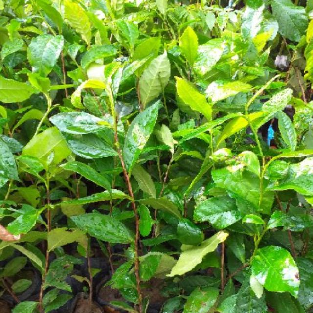 SÉT 8 Cây giống chè xanh ( trà xanh) DSFDSF