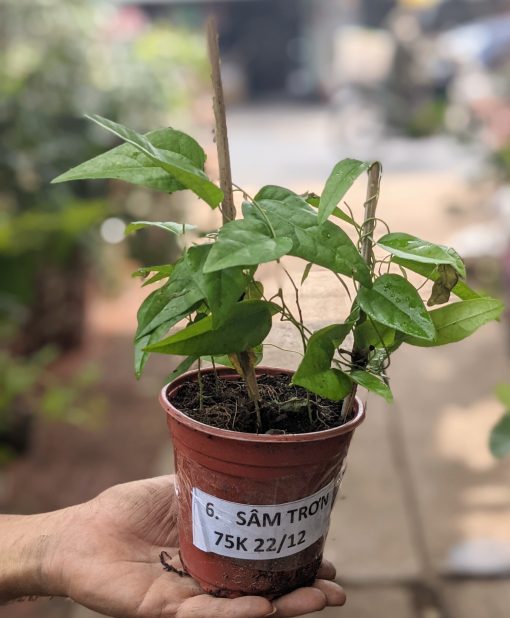 Cây nuôi Sương Sâm Trơn