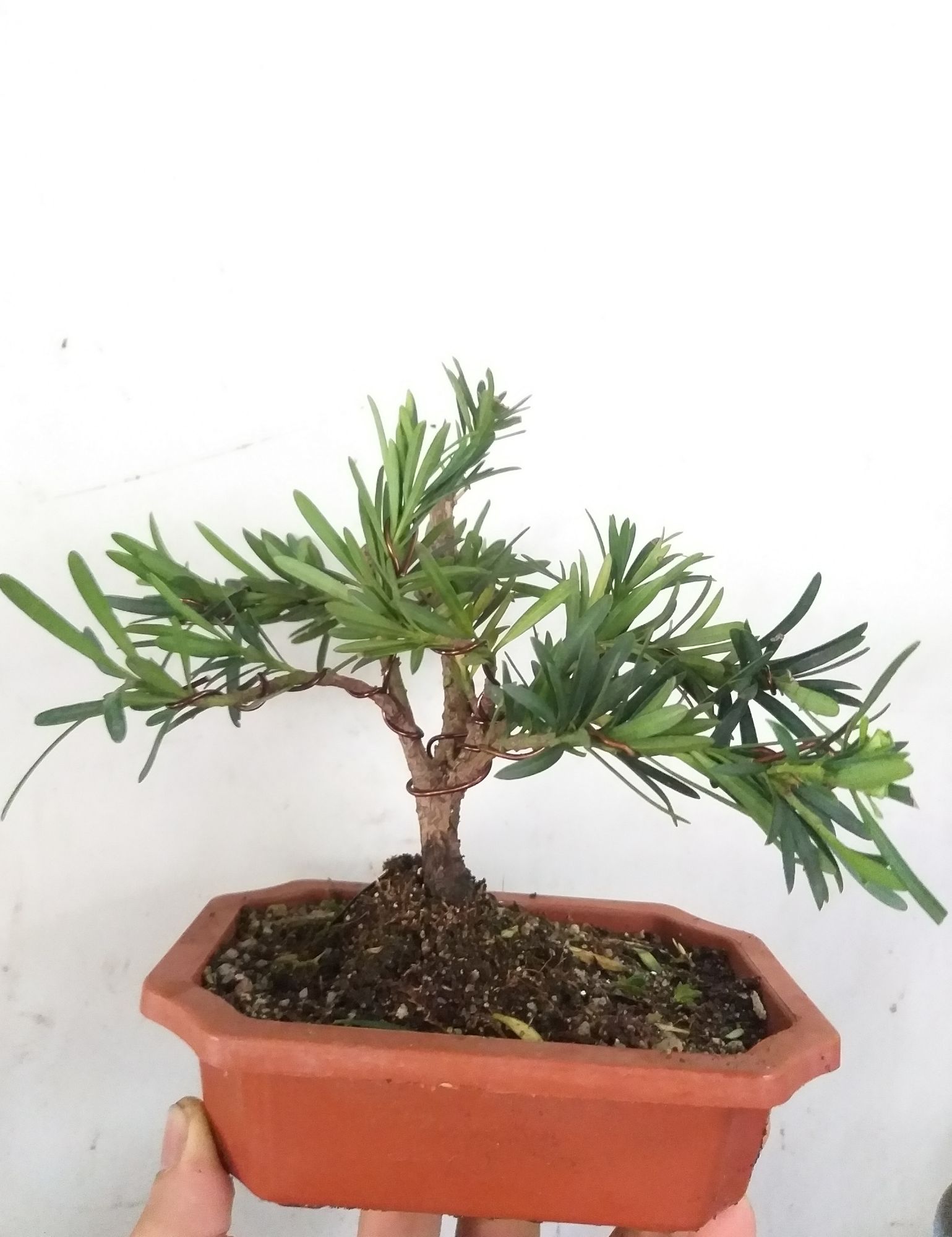 [HCM]Van niên Tùng bonsai mini