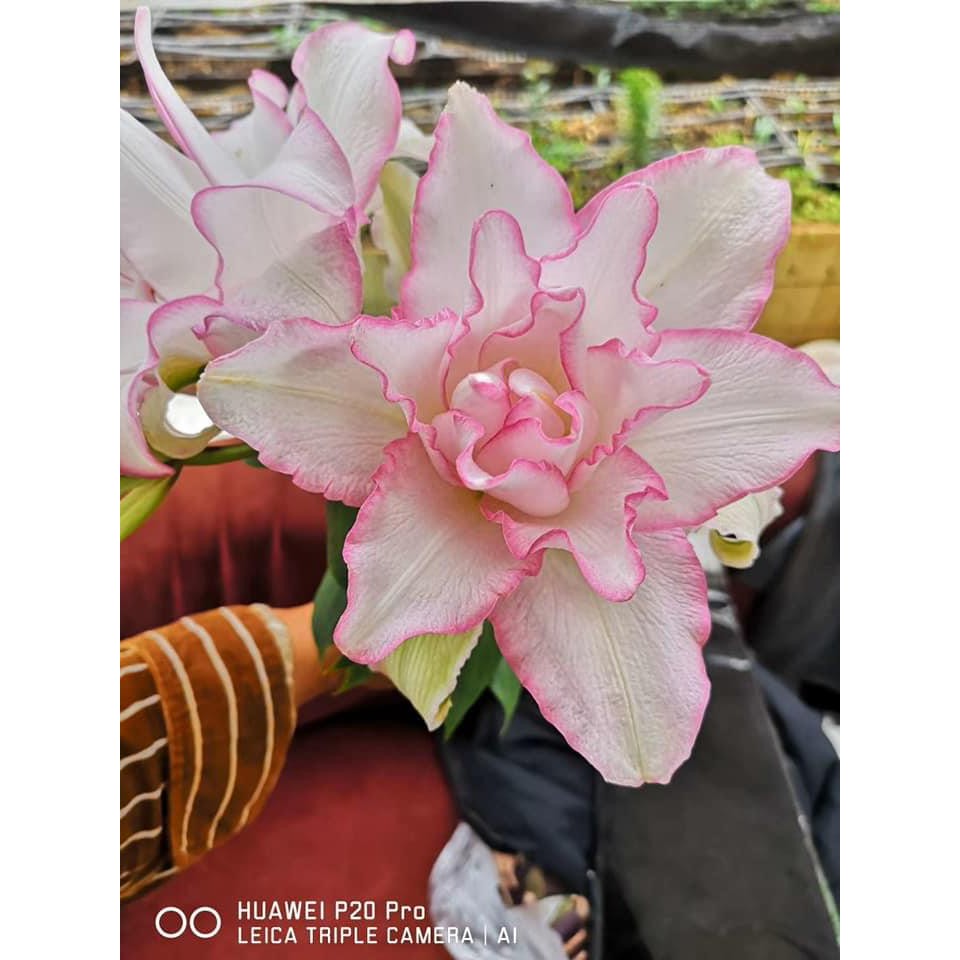 Củ Ly Thân cao Hoa Kép Màu Hồng Sen (Củ Ly Giống)