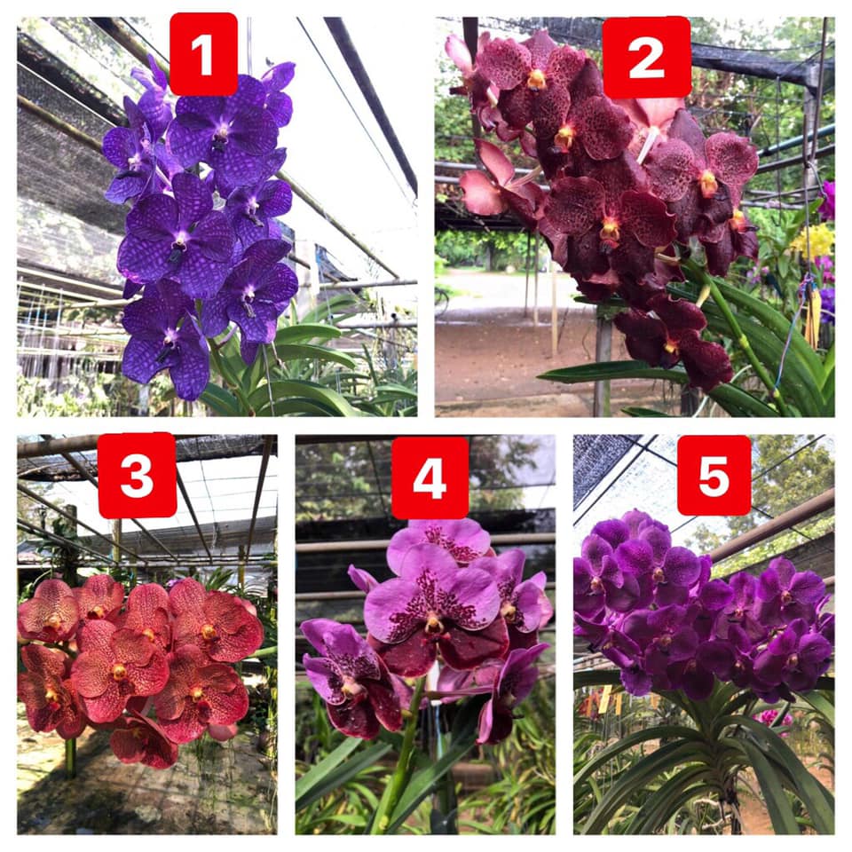 COMBO 5 CÂY GIỐNG LAN VANDA THÁI ĐỦ MÀU