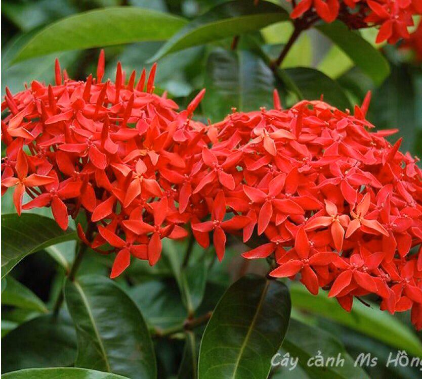Cây Hoa mẫu đơn mỹ