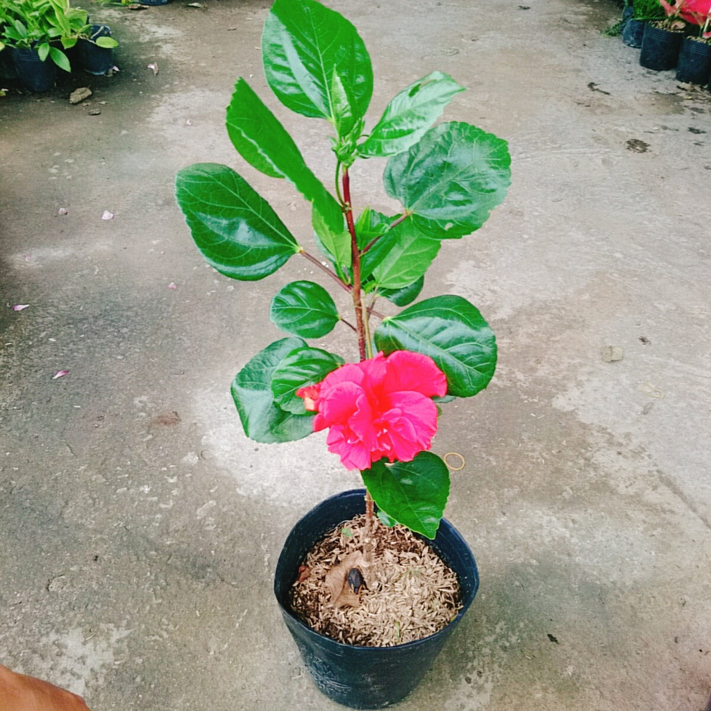 Hoa Dâm Bụt Thái - (cánh kép, giống mới)