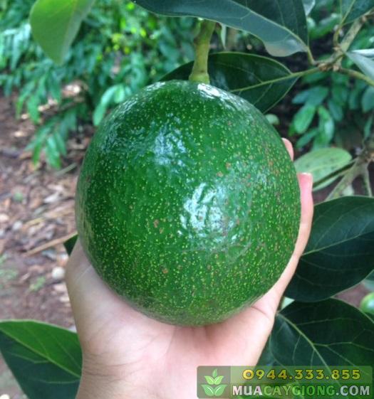 Cây giống bơ sáp booth 7 tặng 2 cây chè xanh