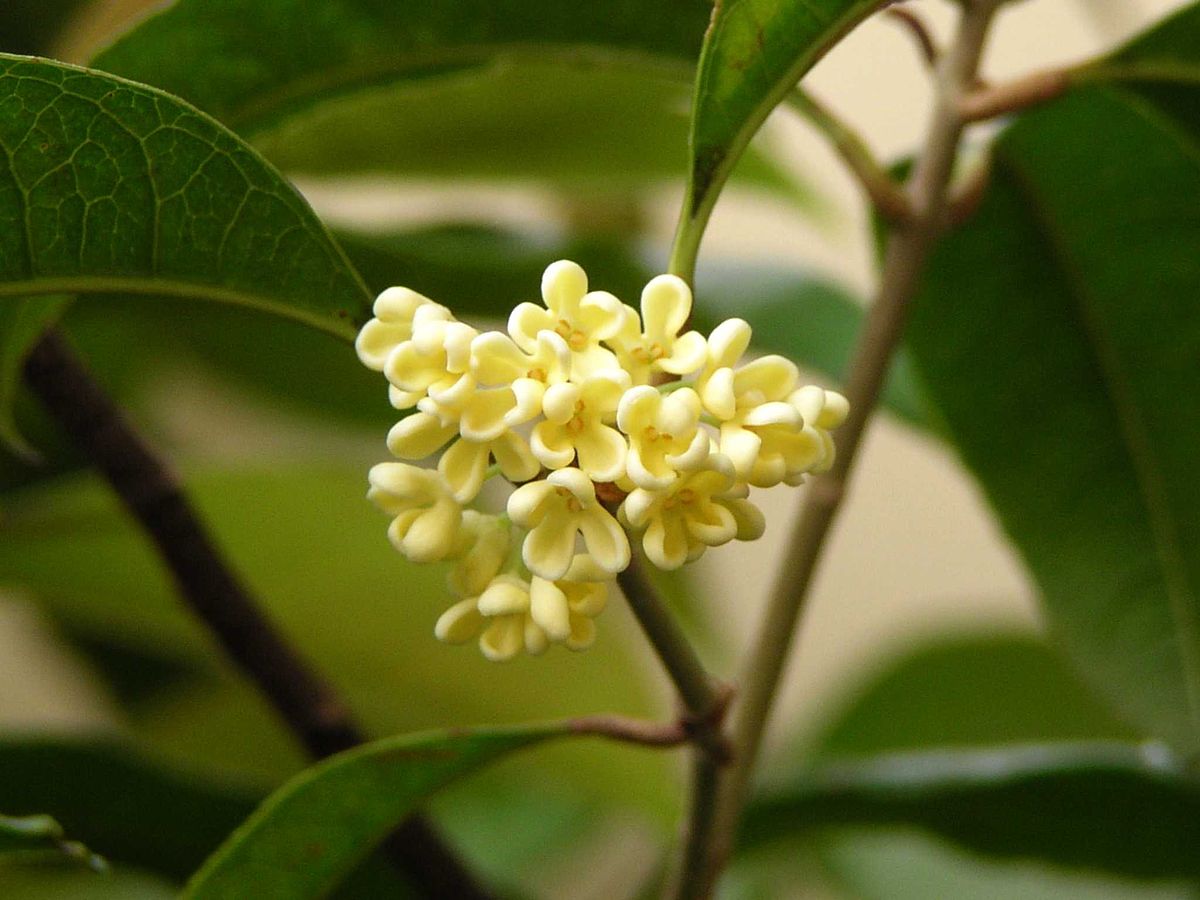 Tinh dầu Hoa Mộc Osmanthus - 10ml