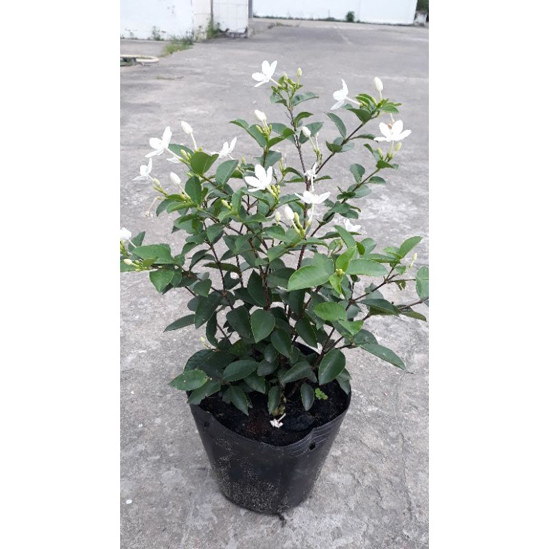 Chậu Hoa Mai Chỉ Thiên, Chậu Hoa