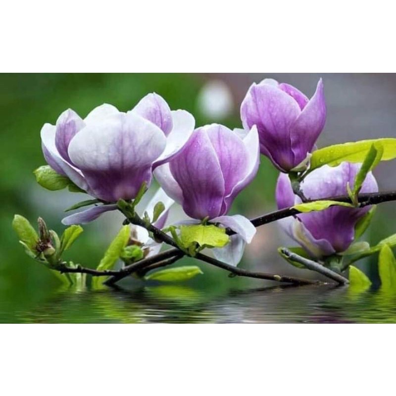 Cây mộc lan giống(1bầu)..