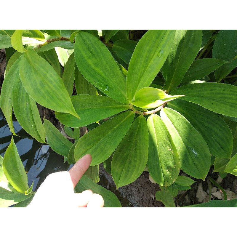 Cây mía dò cât lồi khô 1kg